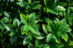 Holly Leaf Tree - TidyPlant