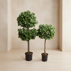 Holly Leaf Tree - TidyPlant
