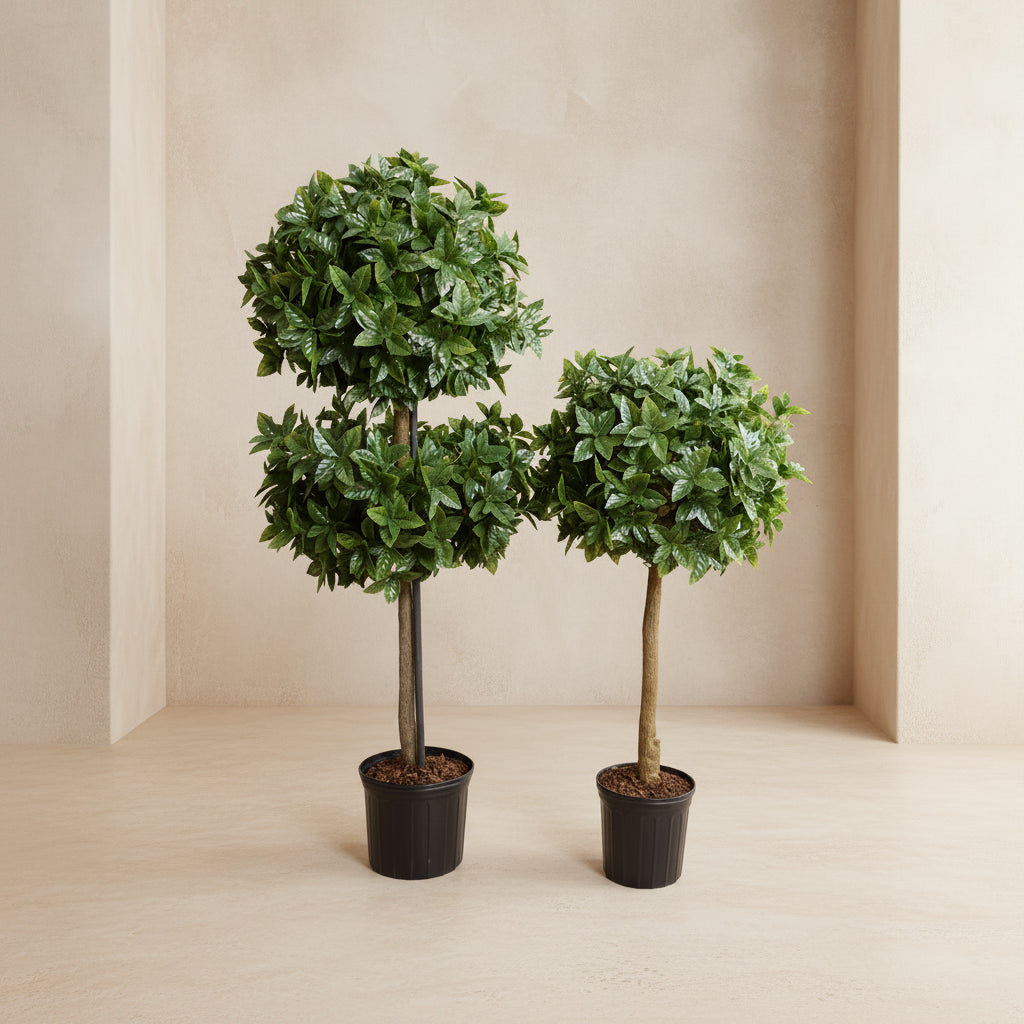 Holly Leaf Tree - TidyPlant