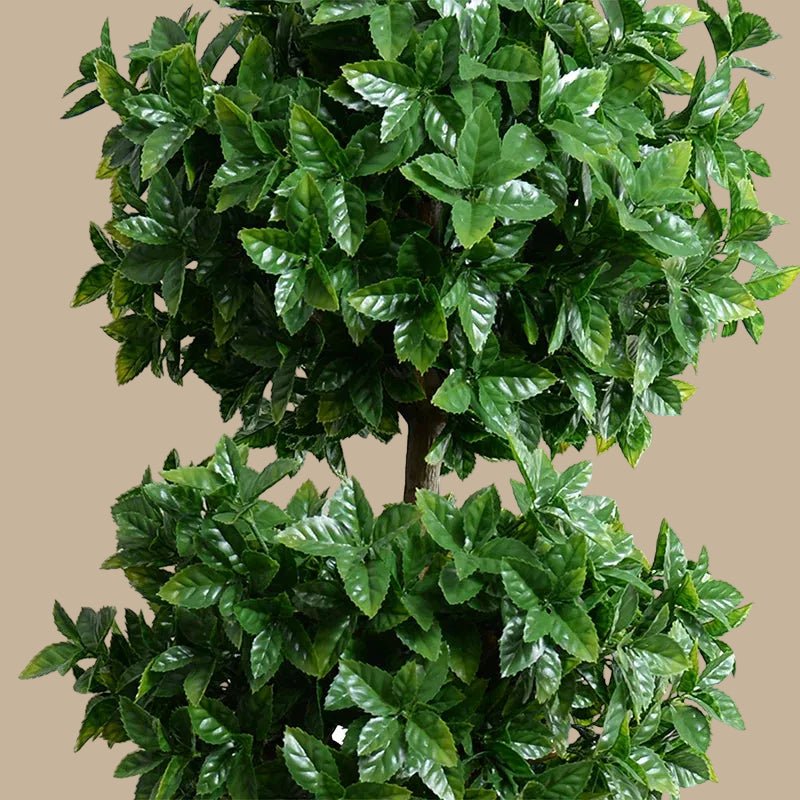 Holly Leaf Tree - TidyPlant