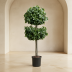 Holly Leaf Tree - TidyPlant