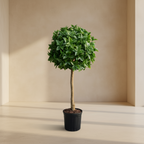 Holly Leaf Tree - TidyPlant