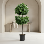 Holly Leaf Tree - TidyPlant