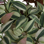 Inch Plant in Porcelain Pot - TidyPlant