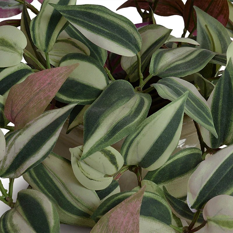 Inch Plant in Porcelain Pot - TidyPlant