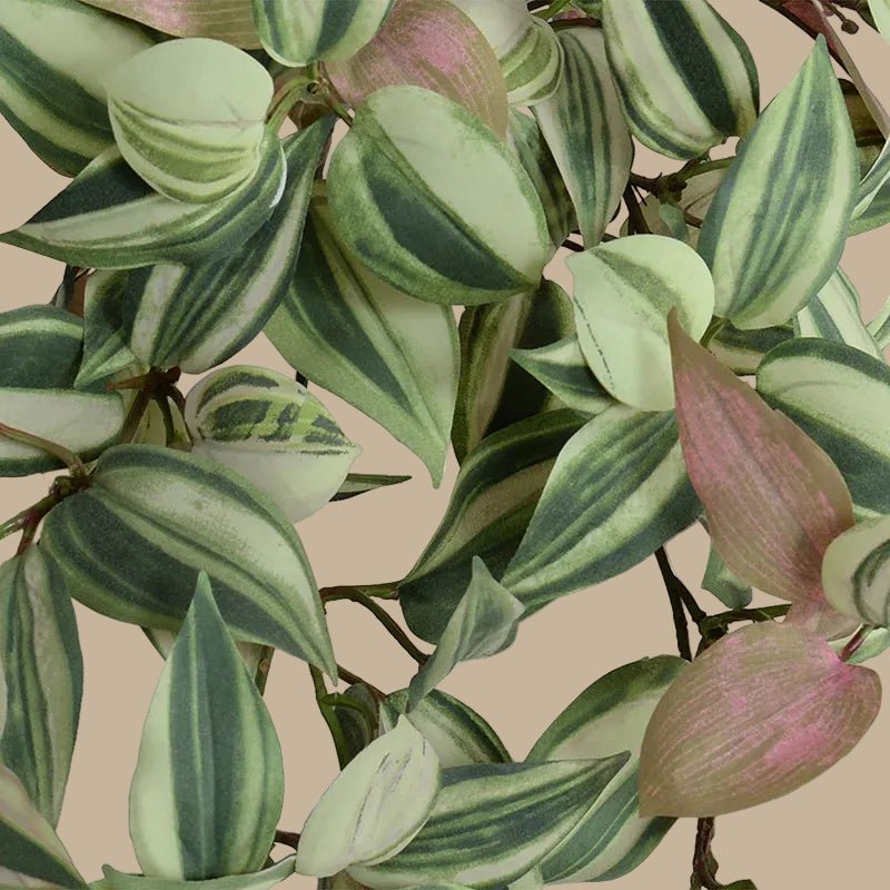 Inch Plant in Porcelain Pot - TidyPlant
