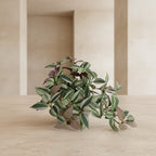 Inch Plant in Porcelain Pot - TidyPlant