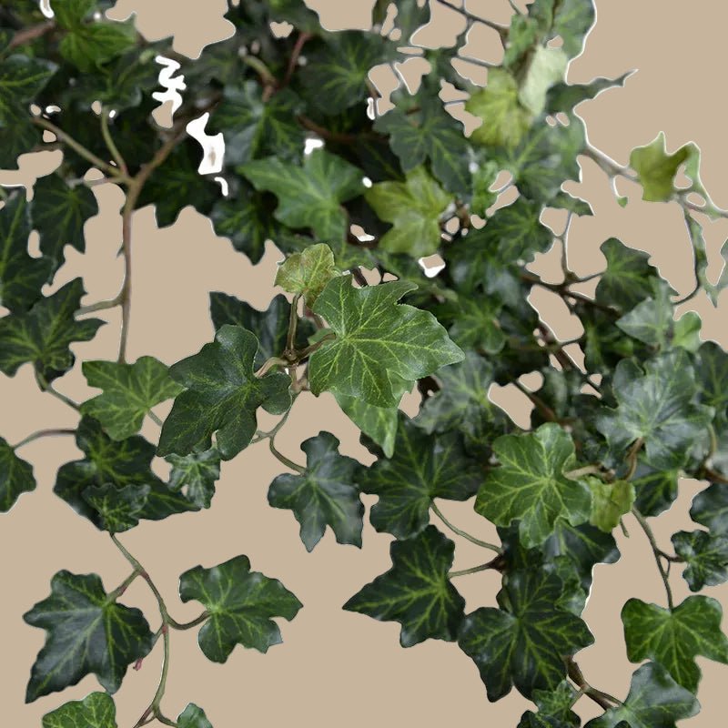 Ivy Plant in Clay Pot - TidyPlant