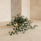 Ivy Plant in Clay Pot - TidyPlant