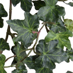 Ivy Plant in Clay Pot - TidyPlant