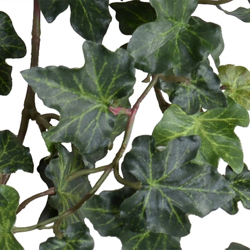 Ivy Plant in Clay Pot - TidyPlant