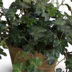 Ivy Plant in Clay Pot - TidyPlant