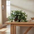 Puff Ivy Plant