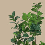 Japanese Rubber Tree - TidyPlant