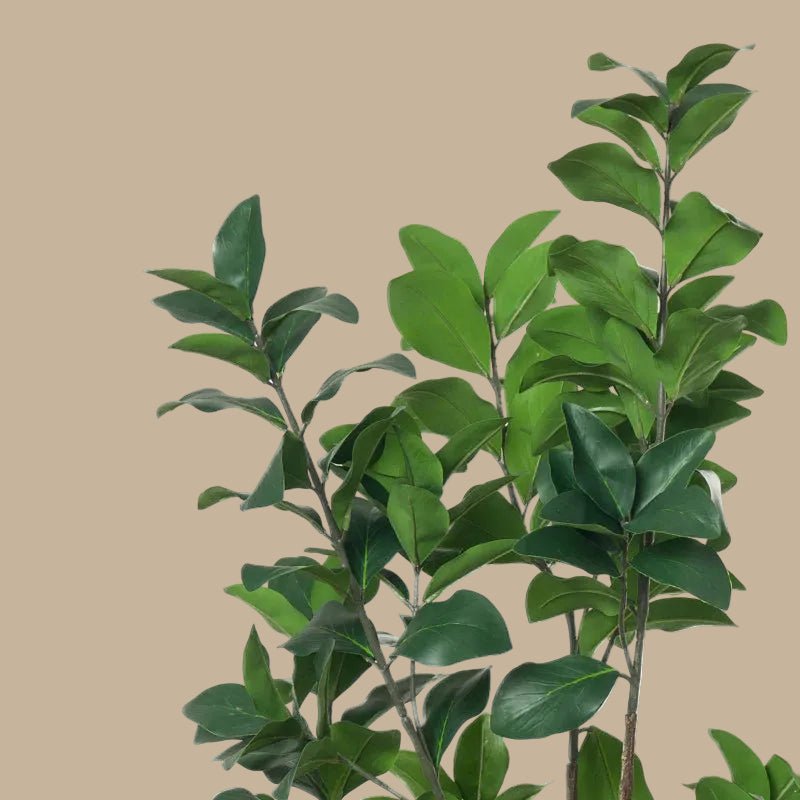 Japanese Rubber Tree - TidyPlant