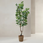 Japanese Rubber Tree - TidyPlant