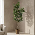 Japanese Rubber Tree - TidyPlant