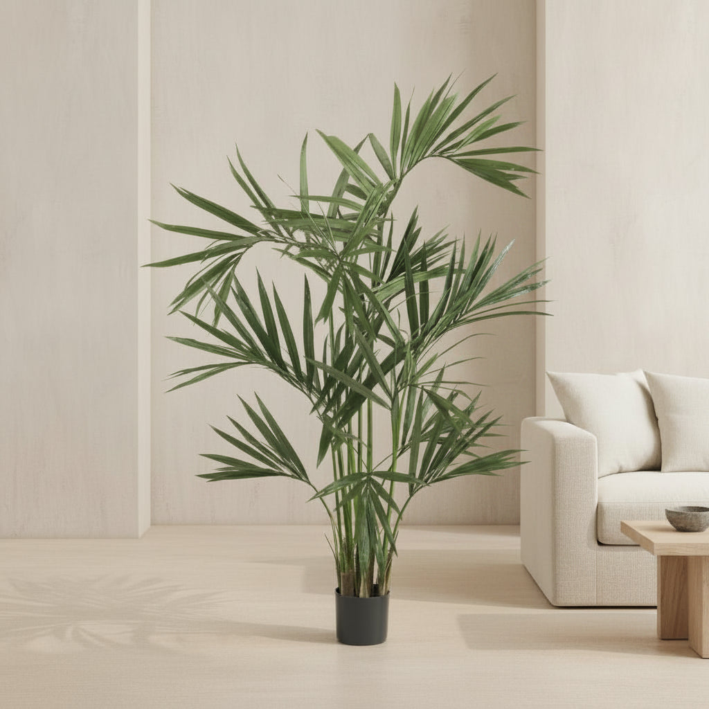 Kentia Palm - TidyPlant