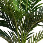 Kentia Palm Tree - TidyPlant