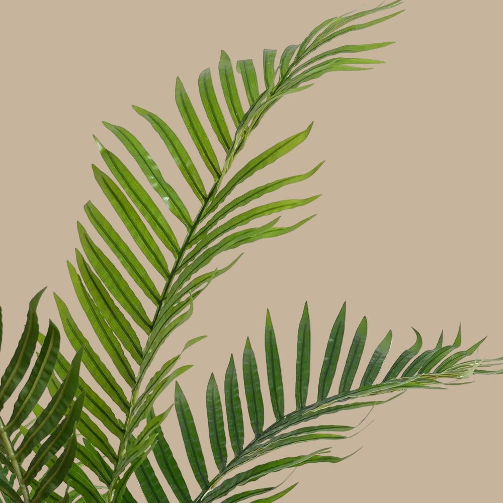 Kentia Palm Tree - TidyPlant