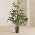 Kentia Palm Tree - TidyPlant