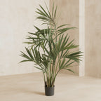 Kentia Palm Tree - TidyPlant