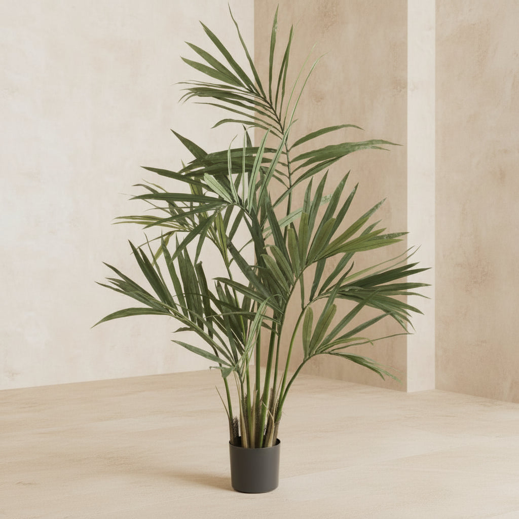 Kentia Palm Tree - TidyPlant
