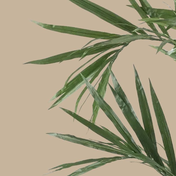 Kentia Palm Tree - TidyPlant