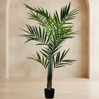 Kentia Palm Tree - TidyPlant