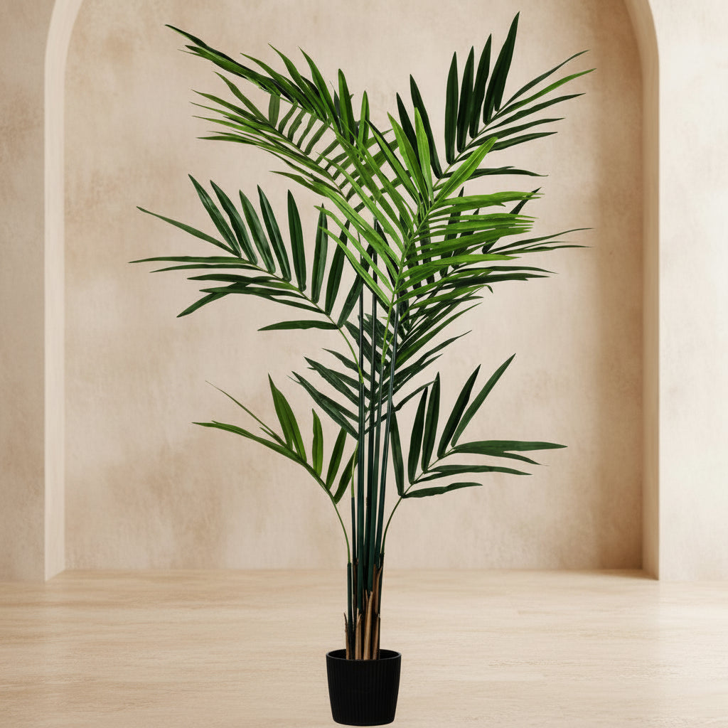 Kentia Palm Tree - TidyPlant