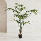Kentia Palm Tree - TidyPlant