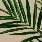 Kentia Palm Tree - TidyPlant