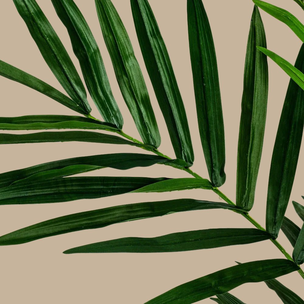 Kentia Palm Tree - TidyPlant