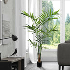 Kentia Palm Tree - TidyPlant