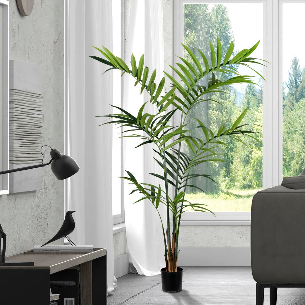Kentia Palm Tree - TidyPlant
