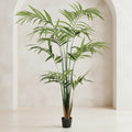 Kentia Palm Tree - TidyPlant