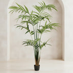 Kentia Palm Tree - TidyPlant