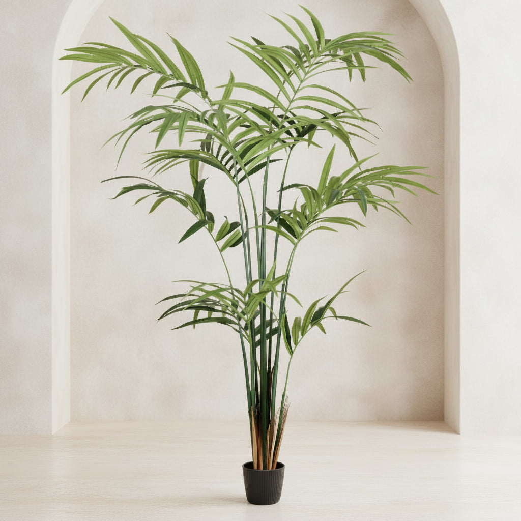 Kentia Palm Tree - TidyPlant