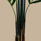 Kentia Palm Tree - TidyPlant