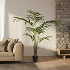 Kentia Palm Tree - TidyPlant