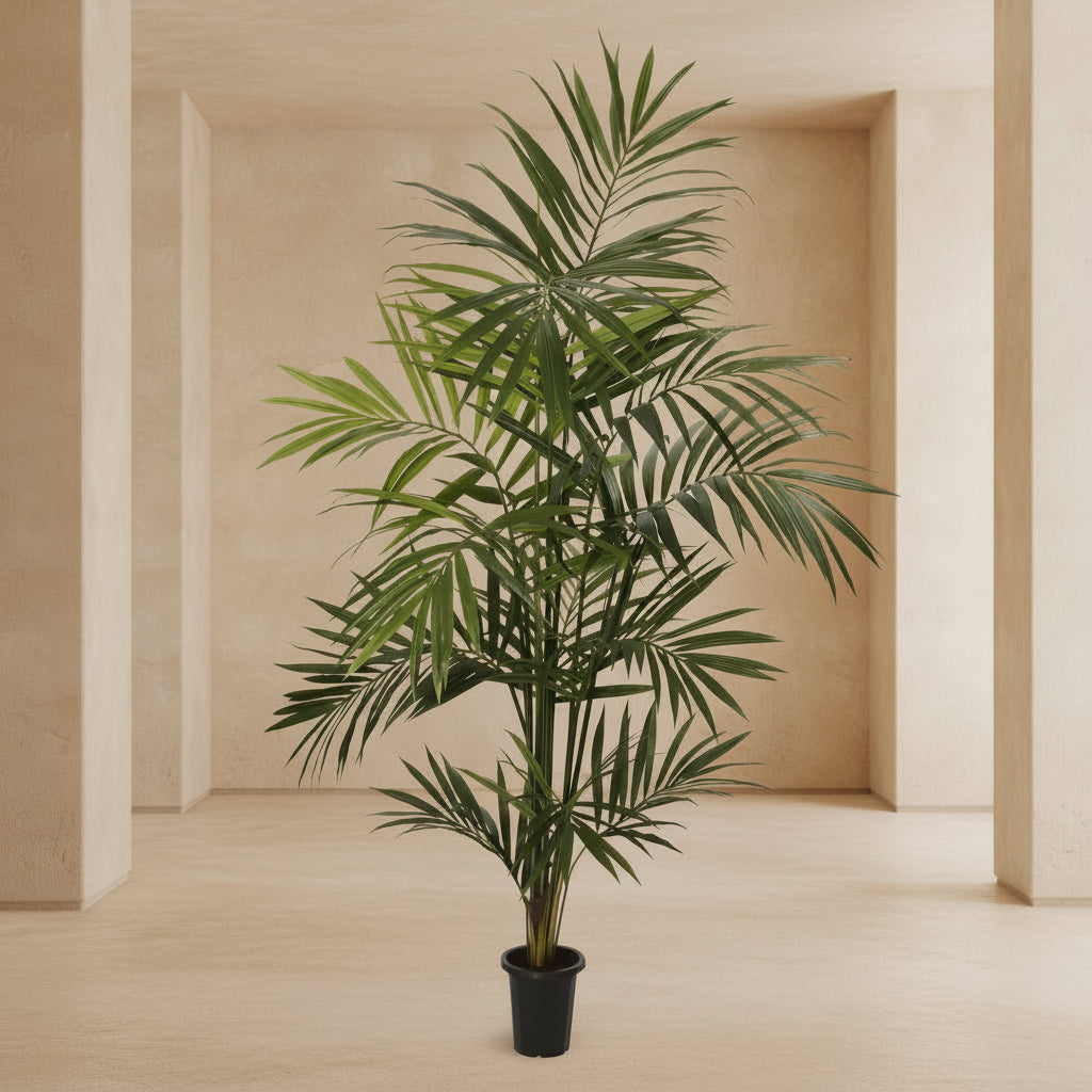 Kentia Palm Tree - TidyPlant