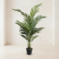 Kentia Palm Tree - TidyPlant