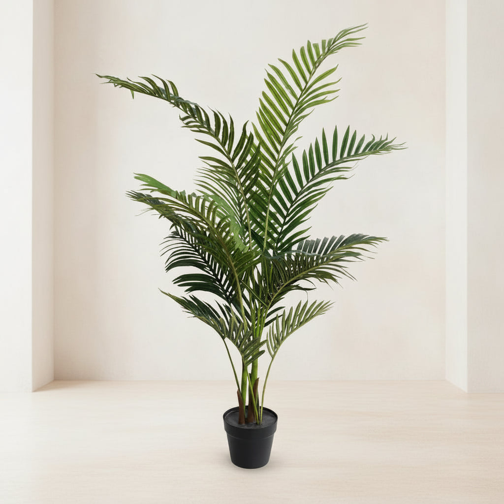 Kentia Palm Tree - TidyPlant