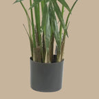 Kentia Palm Tree - TidyPlant