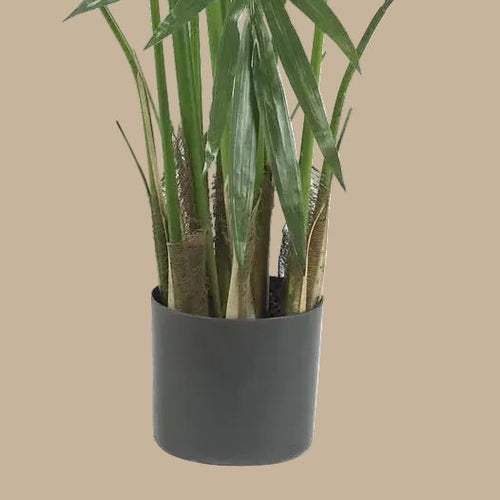 Kentia Palm Tree - TidyPlant