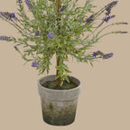 Layered Lavender Topiary - TidyPlant