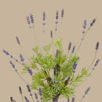Layered Lavender Topiary - TidyPlant