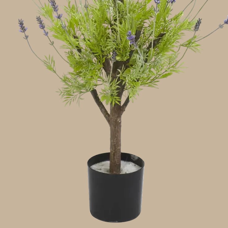 Layered Lavender Topiary - TidyPlant