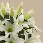 Lily Arrangement - TidyPlant