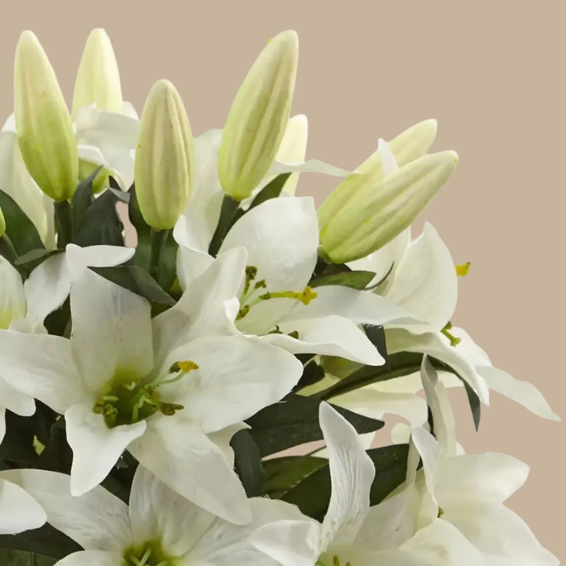 Lily Arrangement - TidyPlant